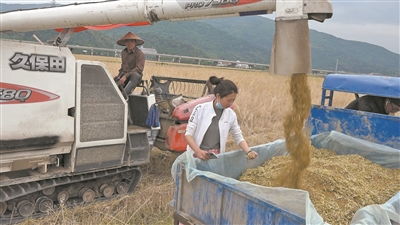 机械强农 瑞安水稻耕种收综合机械化率超九成