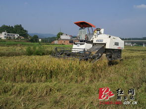 湘乡市2000余台收割机投入农业生产